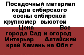 Посадочный материал кедра сибирского (сосны сибирской) крупномер, высотой 3-3.5  › Цена ­ 19 800 - Все города Сад и огород » Интерьер   . Алтайский край,Камень-на-Оби г.